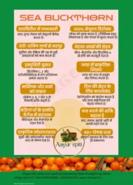 Himalayan Sea Buckthorn - Image 3