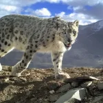 snow leopard